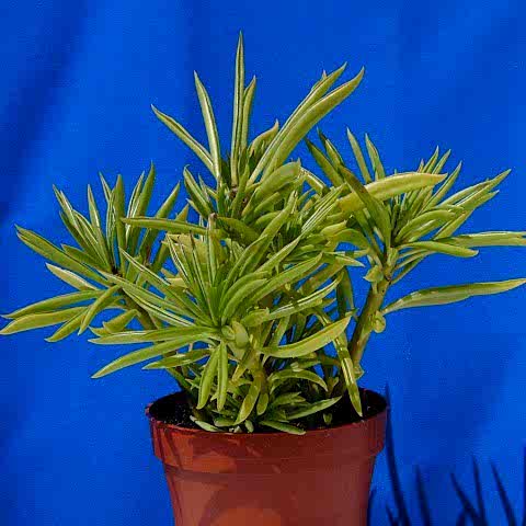 Senekio Barbertonicus Himalaya - 10 ADET SUKULENT - TERARYUM BİT