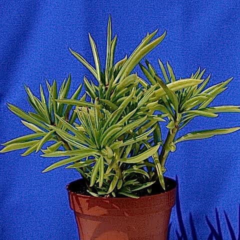 Senekio Barbertonicus Himalaya - 20 ADET SUKULENT - TERARYUM BİT