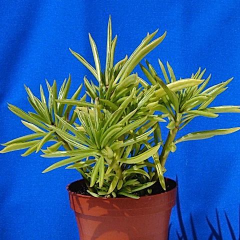 Senekio Barbertonicus Himalaya - 5 ADET SUKULENT - TERARYUM