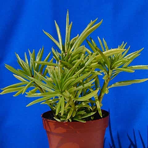Senekio Barbertonicus Himalaya - 50 ADET SUKULENT - TERARYUM BİTK