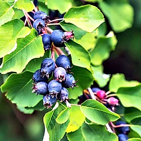 ŞİFALI SASKATOON BERRY FİDANI 2 ADET