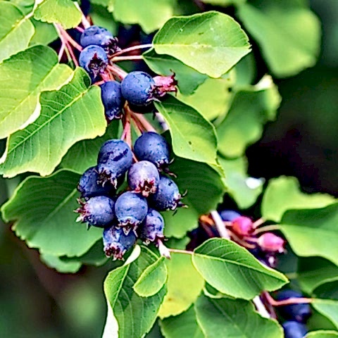 ŞİFALI SASKATOON BERRY FİDANI 3 ADET
