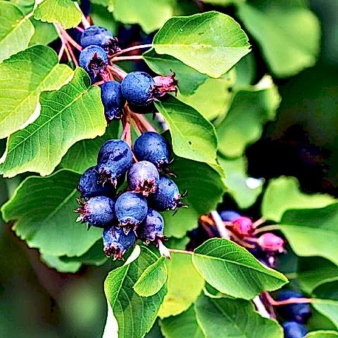 ŞİFALI SASKATOON BERRY FİDANI 5 ADET
