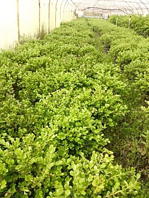 ŞİMŞİR ROTUNDİFOLİA 3 ADET PAKET - 4 MEVSİM YEŞİL ÇİT BİTKİSİ