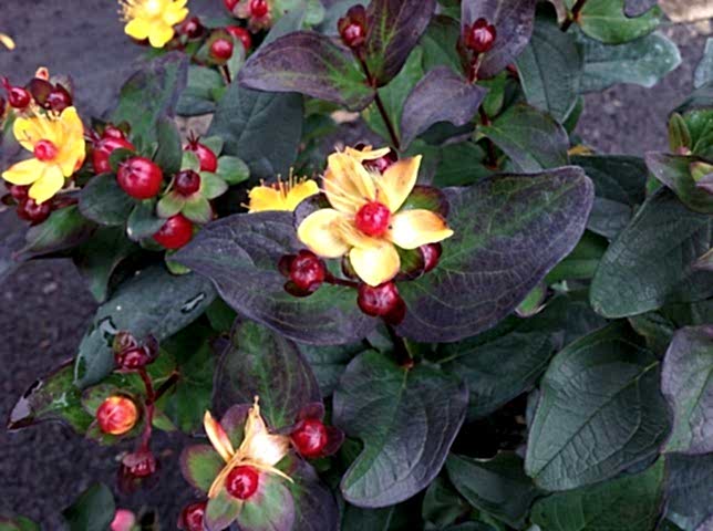 SİYAH KANTARON ÇALISI 10 ADET - Hypericum Inodorum Magical Black
