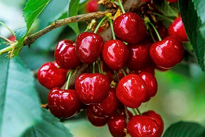 Star Giant Kiraz Fidanı 3 Yaş Tüplü ve Aşılı