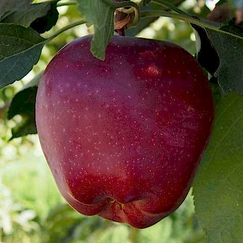 Starkrimson Delicious Elma Fidanı 3 Yaş Tüplü ve Aşılı