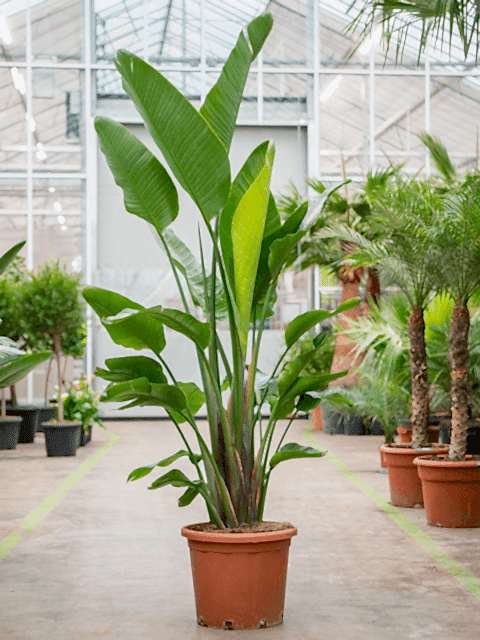 Starliçe (Cennet Kuşu Çiçeği) Strelitzia Nicolai 120 cm