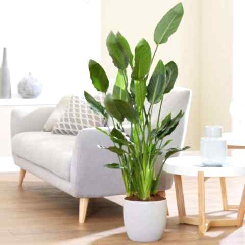 Starliçe (Cennet Kuşu Çiçeği) Strelitzia Nicolai 60 cm