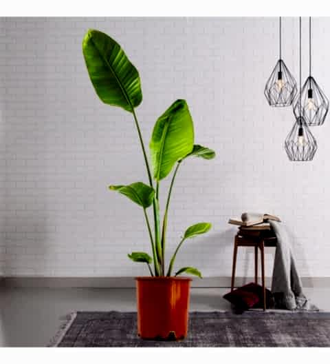 STARLİÇE CENNET KUŞU - EV, OFİS , SALON BİTKİSİ