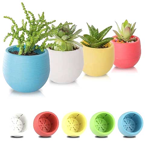 SUKULENT BAŞLANGIÇ SETİ / 10 BİTKİ- SAKSI-TOPRAK-BİTKİ BESİNİ