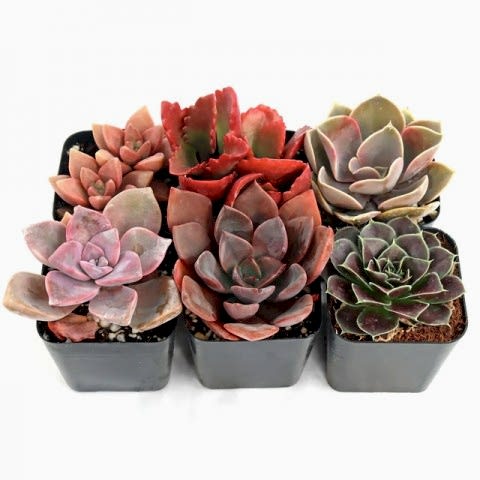 SUKULENT SETİ KIRMIZI RENKLİ 6'LI SET