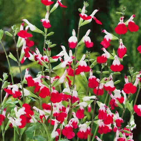 SÜS ADAÇAYI 3 ADET - Salvia Microphylla 'Hot Lips'