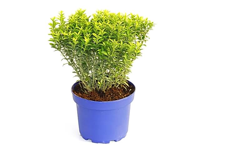 TAFLAN MİCROPHYLLUS - MAVİ SAKSIDA HEDİYELİK