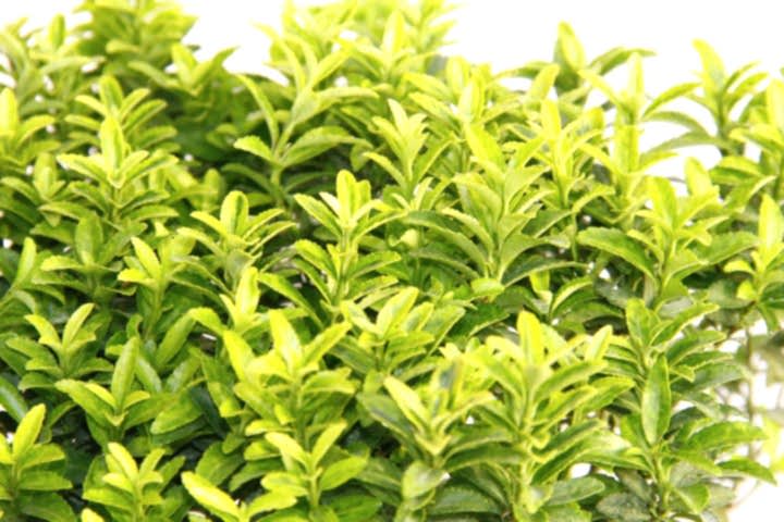 TAFLAN MİCROPHYLLUS - MAVİ SAKSIDA HEDİYELİK