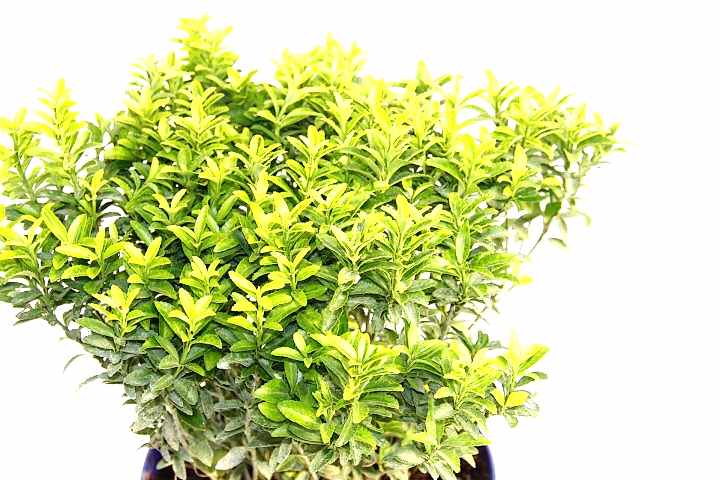 TAFLAN MİCROPHYLLUS - MAVİ SAKSIDA HEDİYELİK