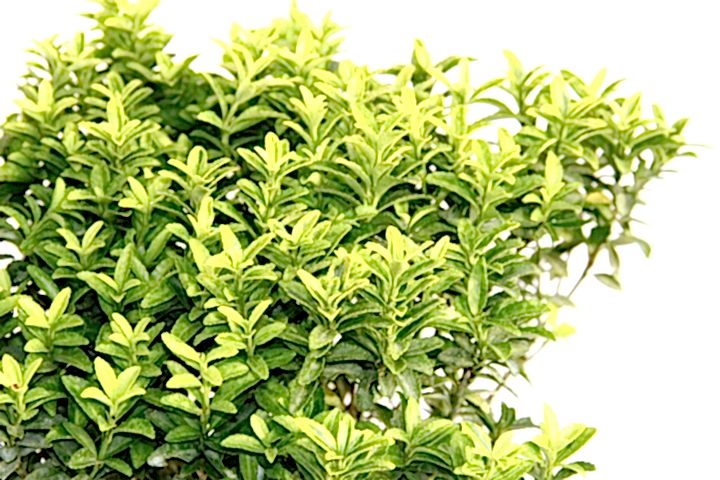 TAFLAN MİCROPHYLLUS - MAVİ SAKSIDA HEDİYELİK