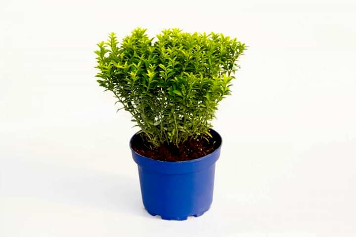 TAFLAN MİCROPHYLLUS - MAVİ SAKSIDA HEDİYELİK