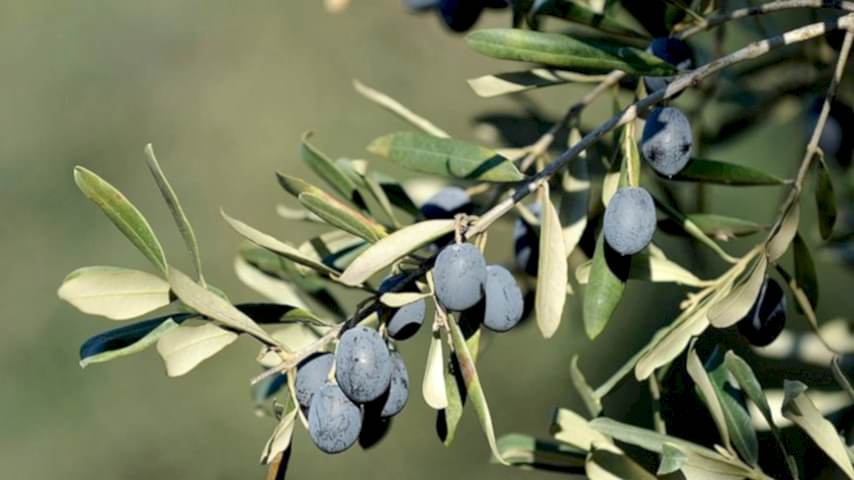 TRİLYE (GEMLİK) ZEYTİN FİDANI 1 ADET