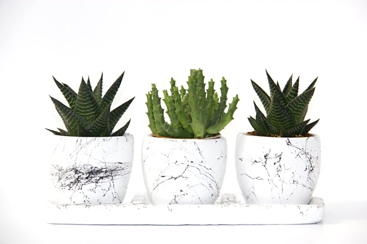 TRİO BEYAZ SUKULENT SETİ - Haworthia, Crassula Huernia Angolensis