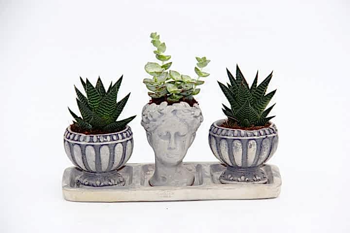 TRİO HELEN GRİ SUKULENT SETİ - Haworthia Limifolia, Crassula