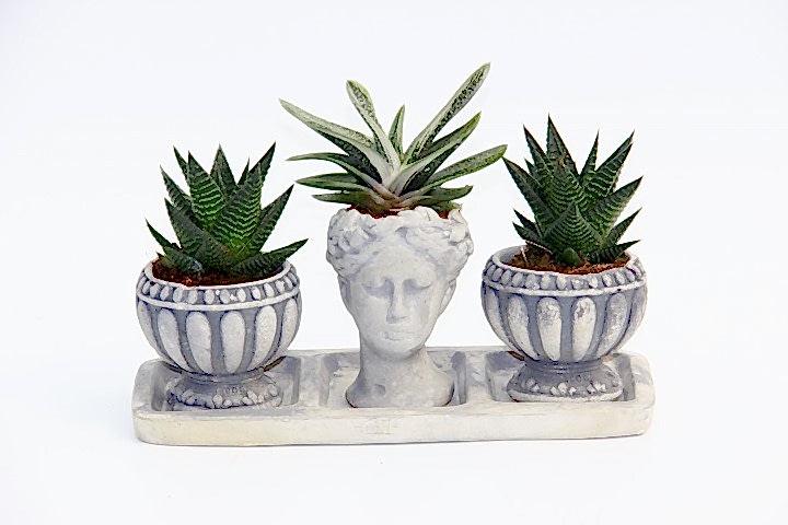 TRİO HELEN GRİ SUKULENT SETİ - Haworthia Limifolia, Gasteria
