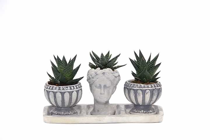 TRİO HELEN GRİ SUKULENT SETİ - Haworthia Limifolia, Pumila
