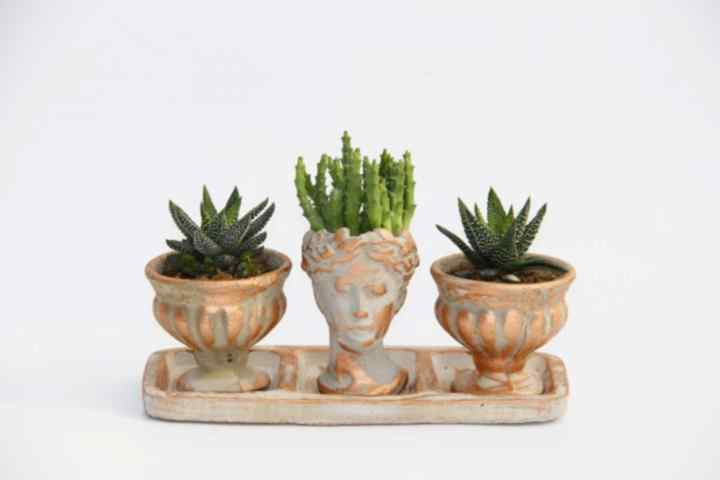 TRİO HELEN ORANGE SUKULENT SETİ - Haworthia Pumila, Huernia