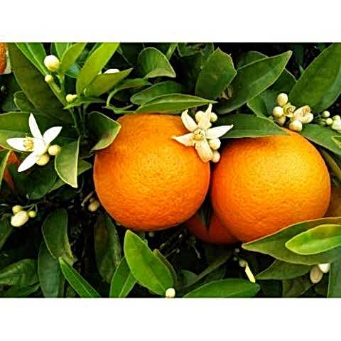 ÜÇLÜ NARENCİYE SETİ - LİMON PORTAKAL MANDALİNA FİDANI