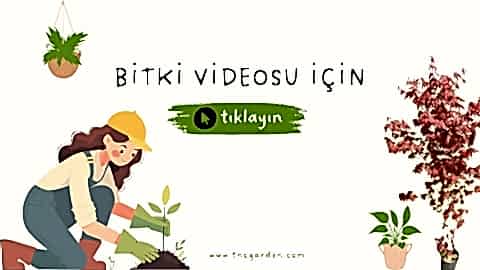 Amasya (Misket) Elma Fidanı 3 Yaş Tüplü ve Aşılı