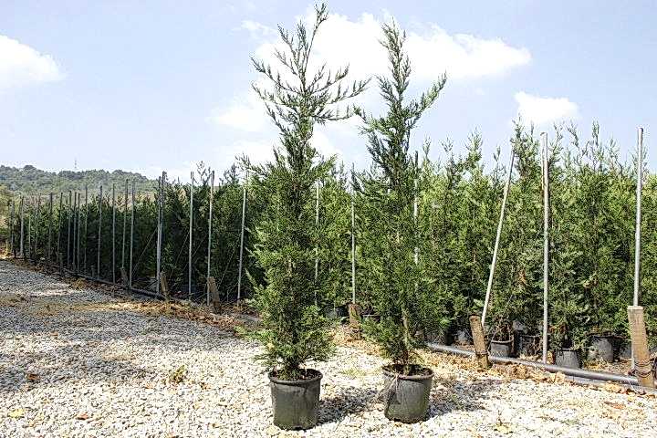 YEŞİL LEYLANDİ - AŞILI ÇİT BİTKİSİ 1-1.5 Metre