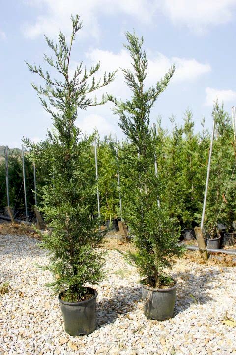 YEŞİL LEYLANDİ - AŞILI ÇİT BİTKİSİ 1-1.5 Metre