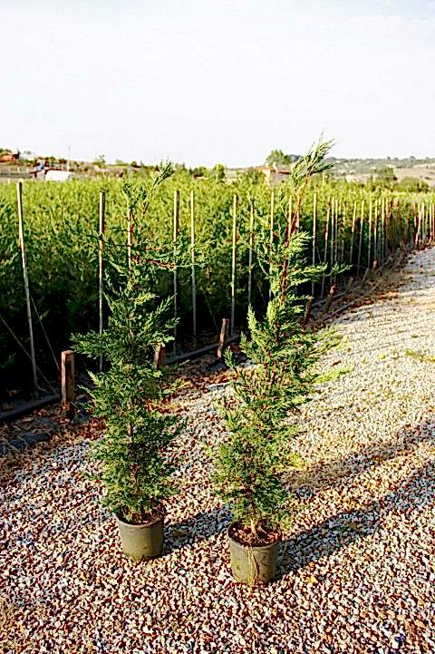 YEŞİL LEYLANDİ - AŞILI ÇİT BİTKİSİ 1-1.5 Metre