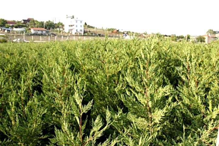 YEŞİL LEYLANDİ - AŞILI ÇİT BİTKİSİ 1-1.5 Metre