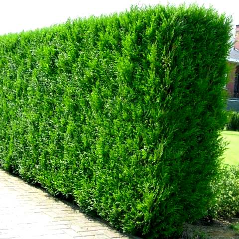YEŞİL MAZI ÇİT BİTKİSİ 20 ADET 80-100 CM 4-5 YAŞ (Thuja Orientalis )