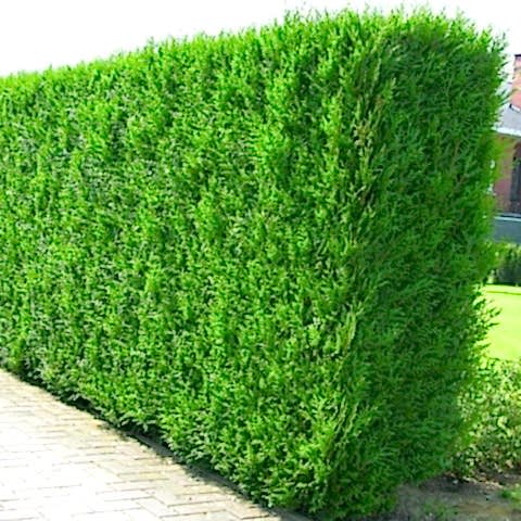 YEŞİL MAZI ÇİT BİTKİSİ 5 ADET 80-100 CM 4-5 YAŞ (Thuja Orientalis )