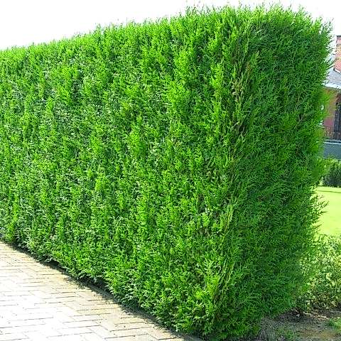 YEŞİL MAZI ÇİT BİTKİSİ 80-100 CM 4-5 YAŞ (Thuja Orientalis )