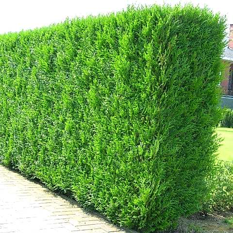 YEŞİL MAZI FİDANI 100 ADET -  ÇİT BİTKİSİ ( Thuja Orientalis )