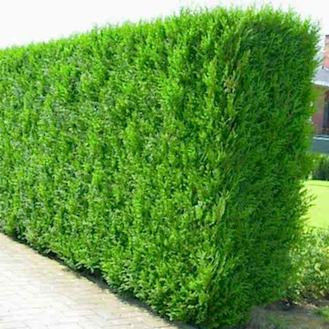 YEŞİL MAZI FİDANI 20 ADET -  ÇİT BİTKİSİ ( Thuja Orientalis )
