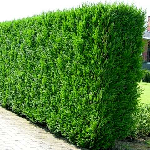 YEŞİL MAZI FİDANI 200 ADET -  ÇİT BİTKİSİ ( Thuja Orientalis )