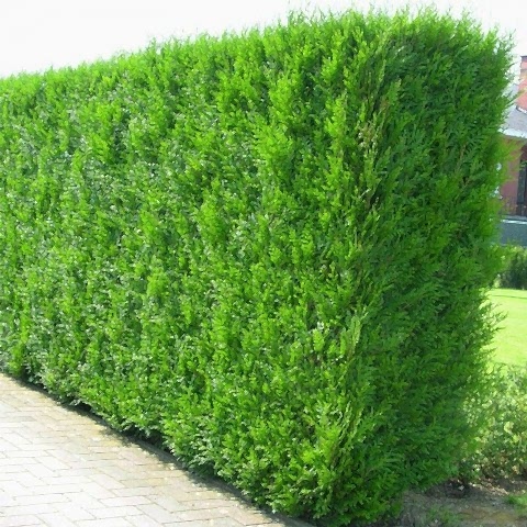 YEŞİL MAZI FİDANI 3 ADET -  ÇİT BİTKİSİ ( Thuja Orientalis )