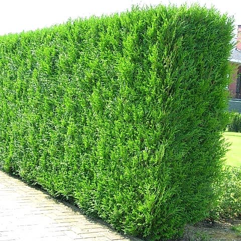 YEŞİL MAZI FİDANI 50 ADET -  ÇİT BİTKİSİ ( Thuja Orientalis )