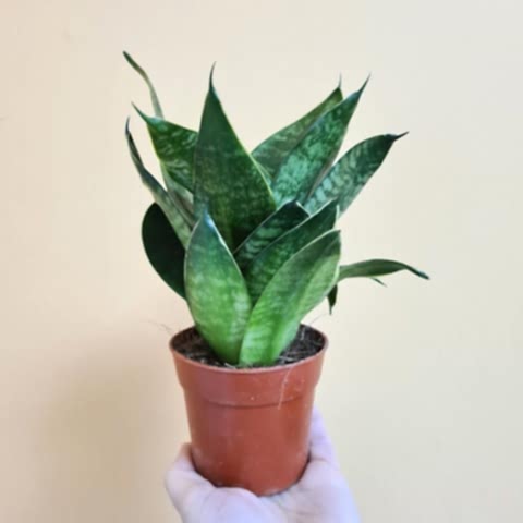Yeşil Paşa Kılıcı – Sansevieria Hahnii 2 Adet