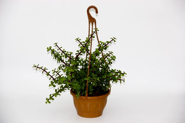 YEŞİM AĞACI 2 ADET Crassula Portulacaria - ASKILI SAKSIDA HEDİYELİK