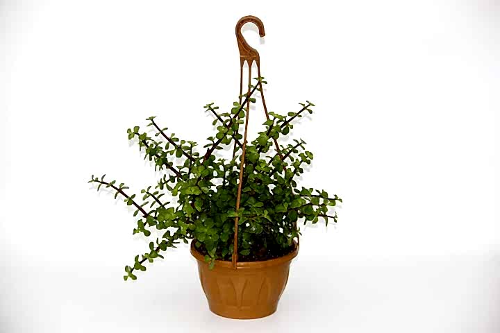 YEŞİM AĞACI 3 ADET Crassula Portulacaria - ASKILI SAKSIDA HEDİYELİK