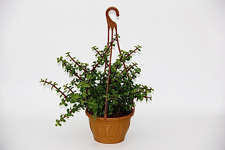 YEŞİM AĞACI Crassula Portulacaria - ASKILI SAKSIDA HEDİYELİK