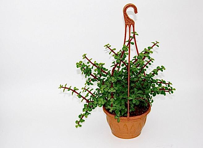 YEŞİM AĞACI Crassula Portulacaria - ASKILI SAKSIDA HEDİYELİK