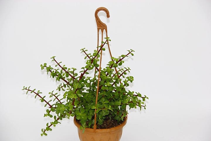 YEŞİM AĞACI Crassula Portulacaria - ASKILI SAKSIDA HEDİYELİK