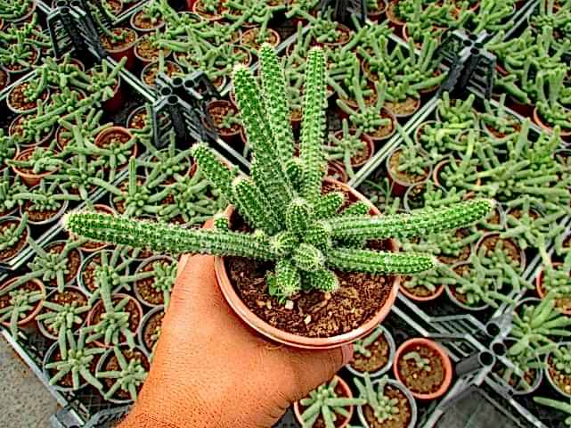 YILAN KAKTÜS - Chamaecereus silvestrii