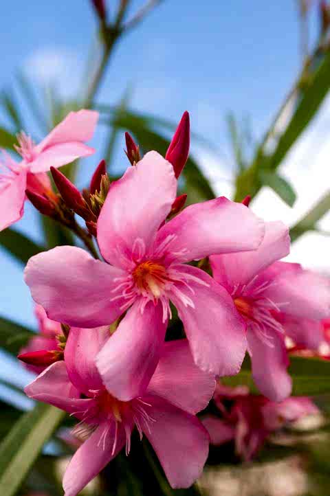 ZAKKUM ÇİÇEĞİ 10 ADET - Nerium Oleander Dış Mekan Çiçeği